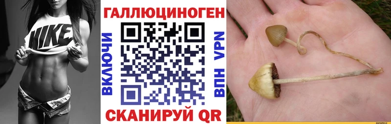 Галлюциногенные грибы Psilocybe  где можно купить   Борзя 